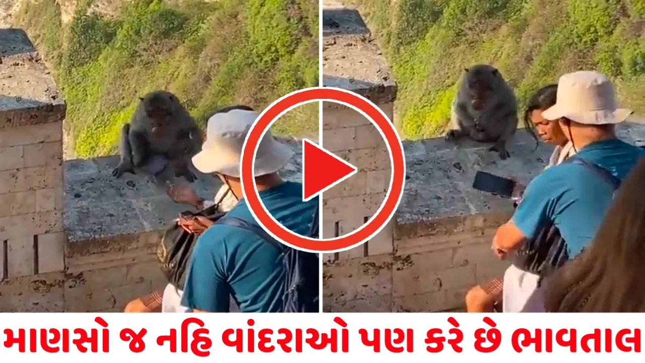 માણસો જ નહિ પણ વાંદરાઓ પણ કરે છે ભાવતાલ,જુઓ આ વાઈરલ વિડિયો